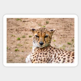 View of a female Cheetah's head Sticker